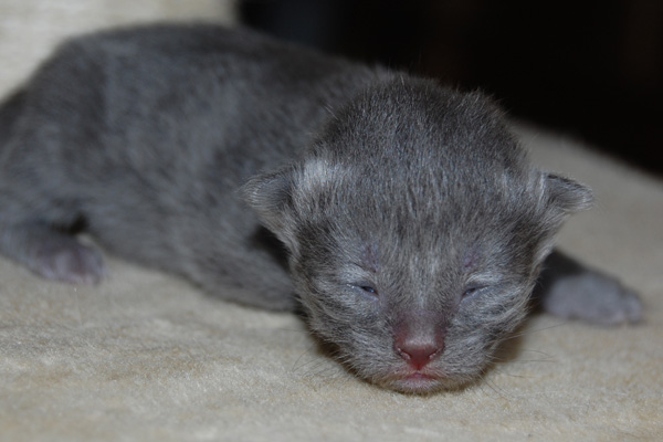 Tosca -7 Tage alt.jpg